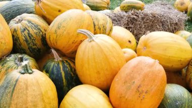 Bir tarlada samanla taze kabak ve kabak yığını, sonbahar hasadı.