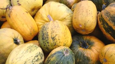 Aile yadigarı spagetti kabağı ve balkabağı yığını. Çeşitli şekil ve renkler.