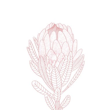 Illustration of a protea flower. African exotic plant. clipart