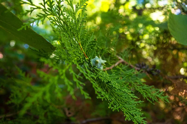 Incense cedar tree Calocedrus decurrens branch close up. Thuja cones branch pattern. Conifer seeds of cypress on green background, macro