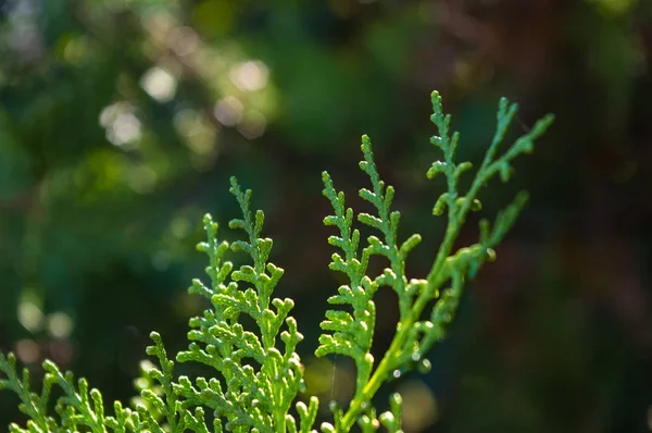 Incense cedar tree Calocedrus decurrens branch close up. Thuja cones branch pattern. Conifer seeds of cypress on green background, macro