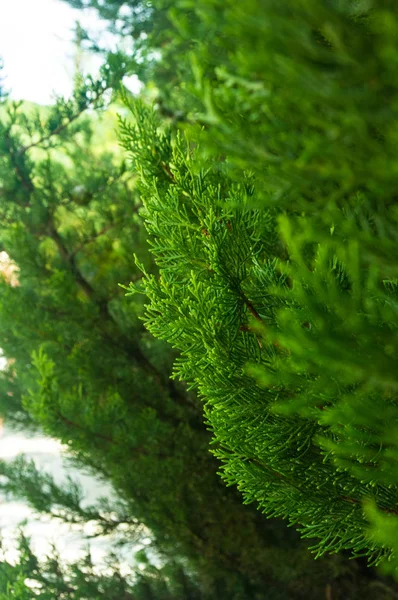 Incense cedar tree Calocedrus decurrens branch close up. Thuja cones branch pattern. Conifer seeds of cypress on green background, macro