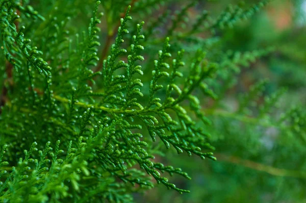 Incense cedar tree Calocedrus decurrens branch close up. Thuja cones branch pattern. Conifer seeds of cypress on green background, macro