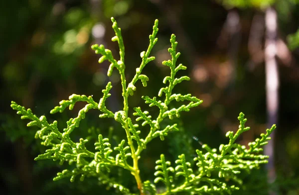 Incense cedar tree Calocedrus decurrens branch close up. Thuja cones branch pattern. Conifer seeds of cypress on green background, macro