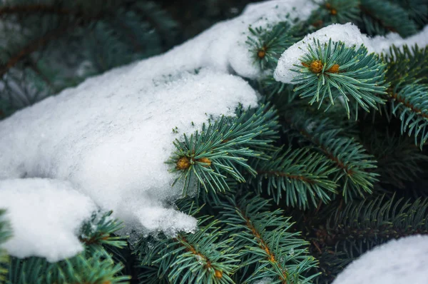 Green fluffy fir tree branch in the snow, Christmas wallpaper concept.