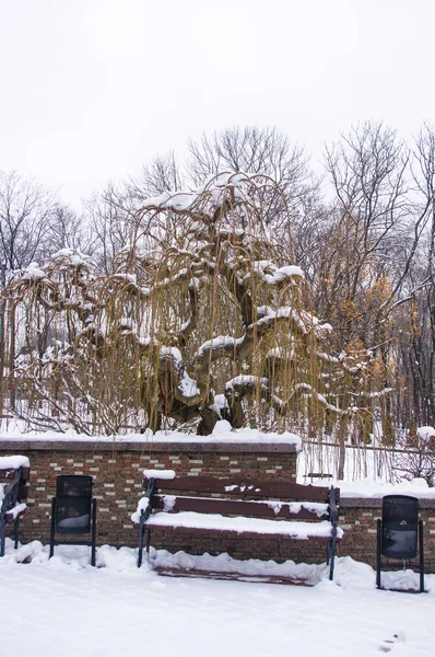 snow-covered benches, branches and trees in the city park, winter landscape