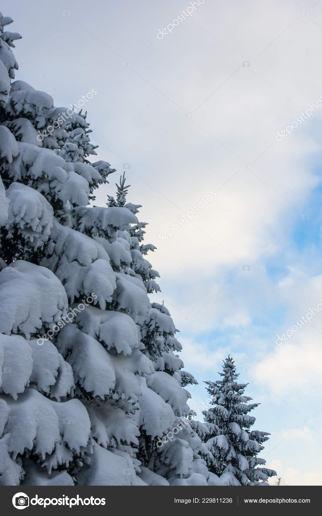 雪の中 クリスマス壁紙概念で緑のふわふわモミの木 ストック写真 C Wingedbull