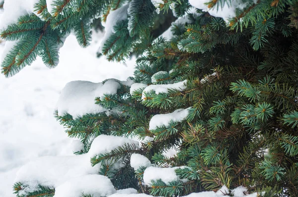 Green fluffy fir tree branch in the snow, Christmas wallpaper concept.