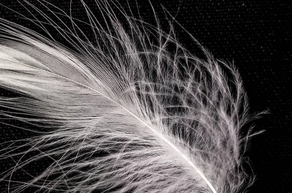 White down feather on black background, close-up, macro
