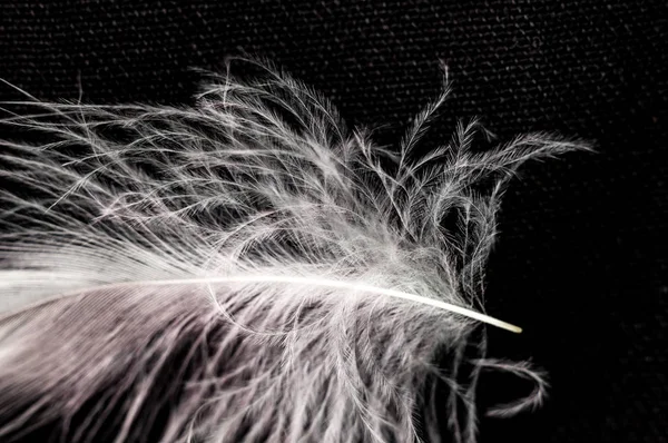 White down feather on black background, close up, macro