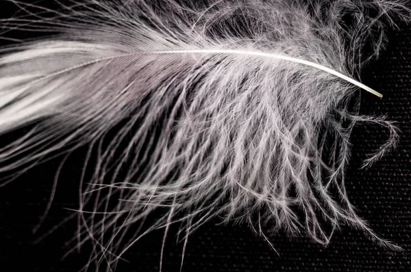 White down feather on black background, close up, macro