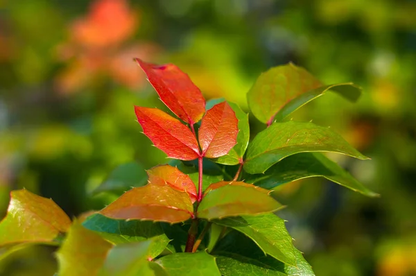 green and red leaves and blue fruits Mahonia aquifolium, Oregon grape, in autumn garden