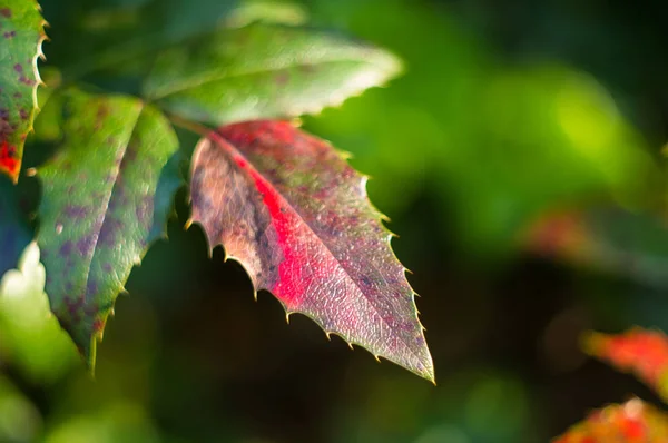 green and red leaves and blue fruits Mahonia aquifolium, Oregon grape, in autumn garden