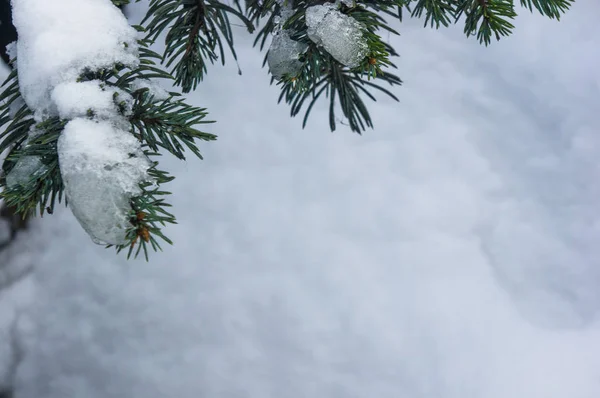 Green fluffy fir tree branch in the snow