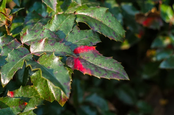 green and red leaves and blue fruits Mahonia aquifolium, Oregon grape, in autumn garden