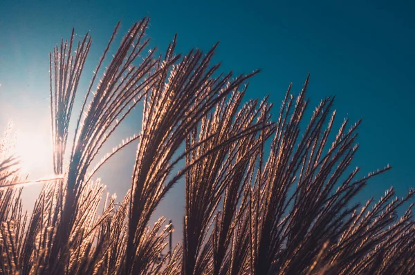 Chinese Silver Grass, Maiden Grass, Miscanthus chinese, Miscanthus sinensis illuminated by soft evening sunlight, autumn background
