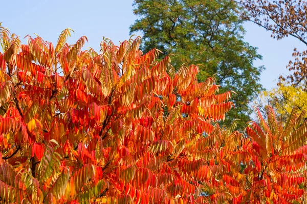 Autumn red and yellow colors of the Rhus typhina, Staghorn sumac, leaves of sumac on blue sky