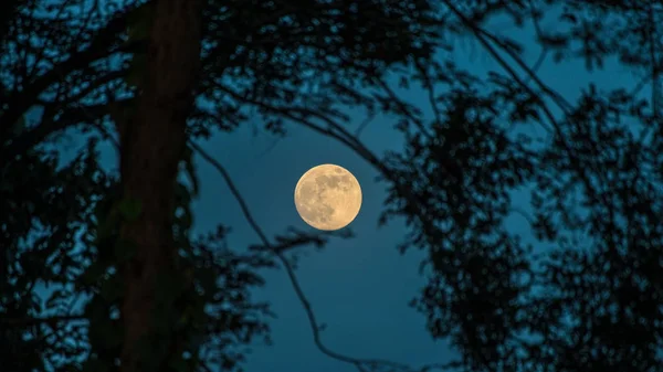 Luna Llena Misteriosa Cielo Oscuro Mira Través Del Bosque Arbustivo — Foto de Stock