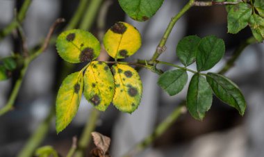 Sarı gül yapraklarında siyah leke oluşur. Kara Leke, gülleri etkileyen bir mantar hastalığıdır (Diplocarpon rosae)..