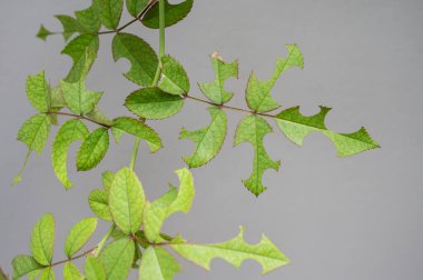 Gül yaprakları yaprak kesen arılardan (Megachile rotundata) ya da solucandan zarar görmüştür. Bir yaprağın tek bir diski veya birden fazla diski çıkarılabilir.