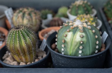 Astrofittum kaktüsünün güneş yanığı hasarı var. Kaktüsler çok fazla güneş ışığına maruz kaldıkları için güneşte yanarlar. Bu da onları ateşe karşı savunmasız bırakır..