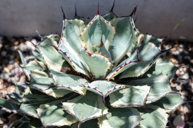 Agave 