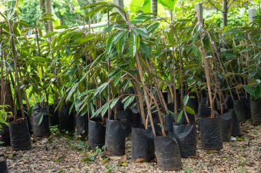 Genç Durian ağacı tarım çiftliğinde düzenleniyor. Durian, Güneydoğu Asya 'ya özgü büyük, dikenli bir tropik meyvedir..