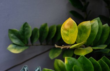 Aşırı sulamadan dolayı sarı yapraklara sahip bitkilerin etrafını kapatın. Aşırı sulama kök çürümesine yol açabilir. Kökler boğulur ve besinleri emmez. Bu da yaprakların sararmasına neden olur..