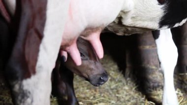 Annelik ve Güvenlik. Brown Holstein İneği, Yavru Dana 'yı ahırda korur. Küçük yavrusunu emziren kahverengi Holstein ineği. Kahverengi bir inekle beslenen bir buzağı yavrusu.