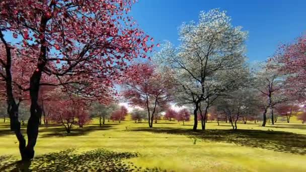 Flowering dogwood trees in orchard in spring time 3d rendering — Stock Video