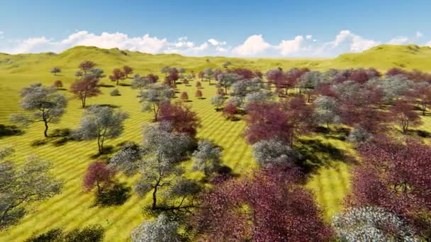 La floración de los árboles de cornejo en huerto en primavera 3d renderizado — Vídeos de Stock