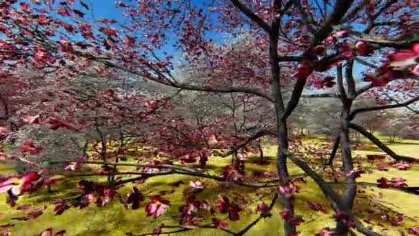 Kvetoucí dřeviny v sadě v jarním čase 3d vykreslování — Stock video