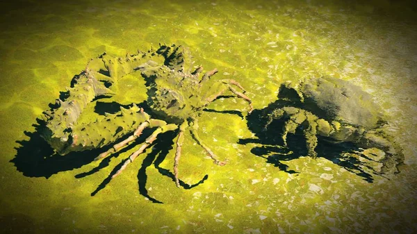 Crabe Sur Plage Rendu — Photo