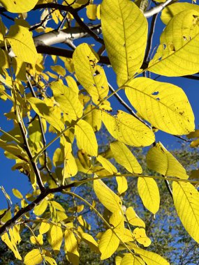 Muhteşem sonbaharda hafif park