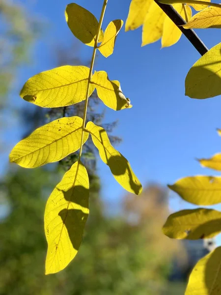 Prachtige Herfst Licht Park — Stockfoto