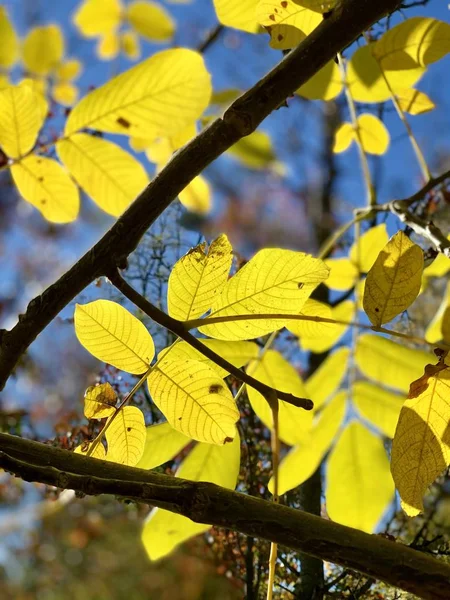 Великолепный Осенний Свет Парке — стоковое фото