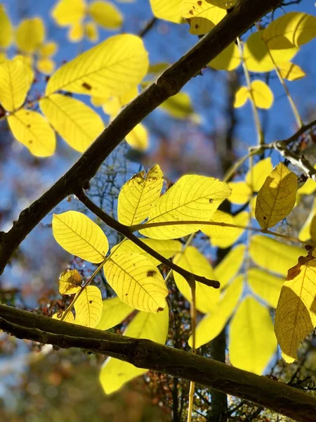 Prachtvolles Herbstlicht Park — Stockfoto