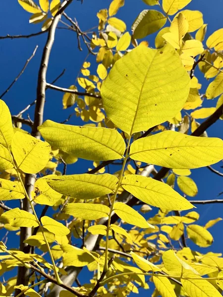 公園で見事な秋の光 — ストック写真