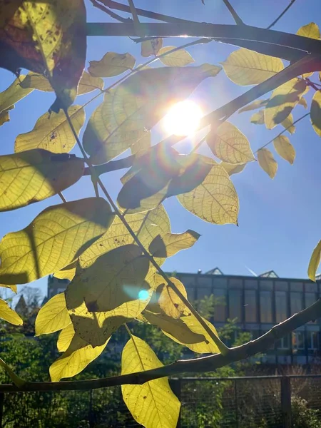 Splendide Lumière Automne Dans Parc — Photo