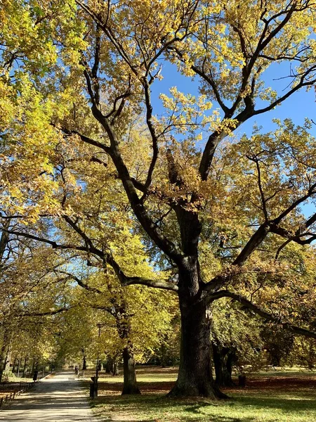 Nádherný Podzim Světlo Parku — Stock fotografie