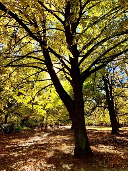 Nádherný Podzim Světlo Parku — Stock fotografie
