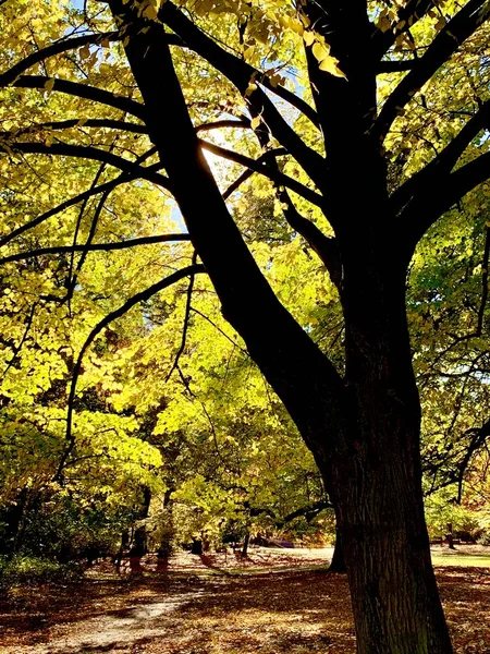 Espléndida Luz Otoño Parque — Foto de Stock