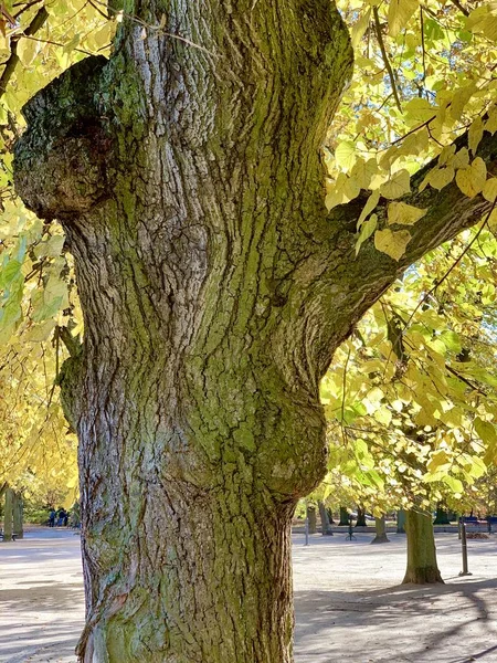 Ελαφριά Υπέροχο Φθινόπωρο Στο Πάρκο — Φωτογραφία Αρχείου