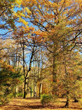 Ağaçlarda güzel yıldırım düşme zamanı