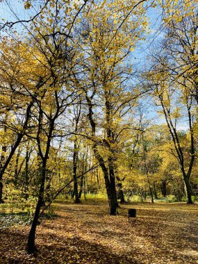 Ağaçlarda güzel yıldırım düşme zamanı