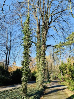 Ağaçlarda güzel yıldırım düşme zamanı