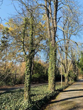 Ağaçlarda güzel yıldırım düşme zamanı