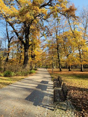 Ağaçlarda güzel yıldırım düşme zamanı