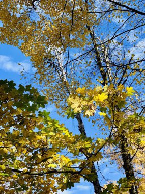 Ağaçlarda güzel yıldırım düşme zamanı