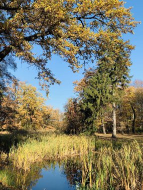 Ağaçlarda güzel yıldırım düşme zamanı